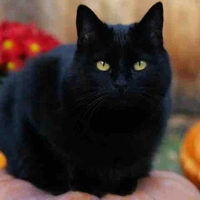 Hệ thống A273( Tiểu Hắc)