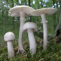 Quỷ tổng hợp