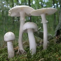 Quỷ tổng hợp