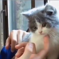 Nghiêm meo meo (Nghiêm Hạo Tường)