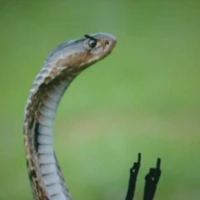 tác giả thân thịn không quạu