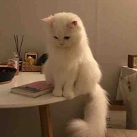 Cao Ngân Bạch Dương 