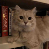 Vương Cao Thiên Bình 