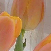 cần tất cả các vai diễn