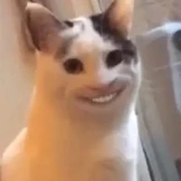 Y/n
