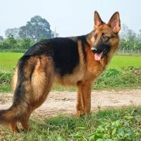 Nhóc Bẹc giê cư tê