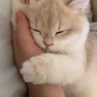 Chị Zyy