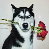 Tác giả đẹp zai:"3