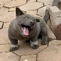 Idol Dúi ( tg)