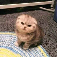 Tác Giả :3