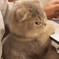 Con Đũy Tác Giả