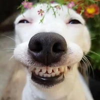 Nguyễn Thị Văn Chó