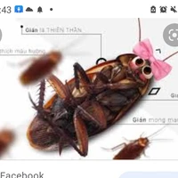 tiểu cường chơi free fire