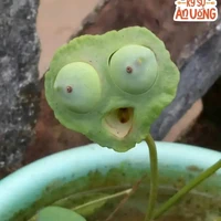 tác giả - sen