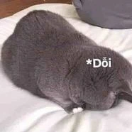 tác giả xung như cây cung