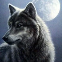 Wolf