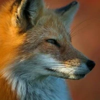 Red Fox