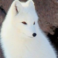 White Fox