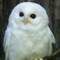 White Owl