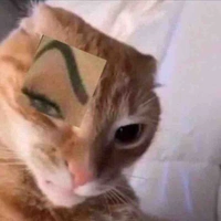 Lenividia Nekoloa 
