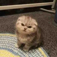 Hãm