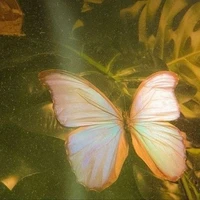 @Traunuoc | Ưu Dai Kim Ngưu