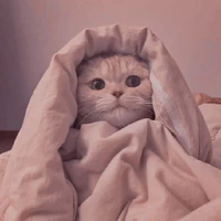 Tác giả cute