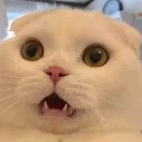 T/G
