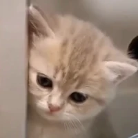 tác giả tật xấu chưa bỏ