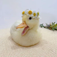 Vịt của Trẫm
