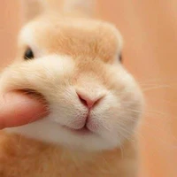 Tác Giả đẹp "trai" sợ vk