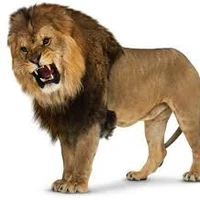 Leon