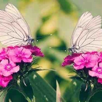 Lương