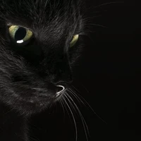 Mèo [ 🐱 ]