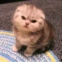 Hệ thống _Tiểu bánh bao