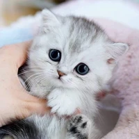 Sarinna (tác giả)