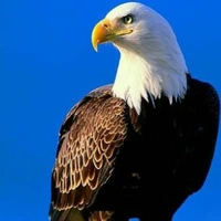 Eagle