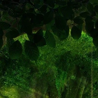 Lớp cây phong (10A2)
