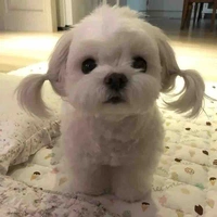 Bánh bèo vô dụng🎈