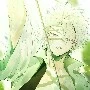 Shinazugawa Sanemi