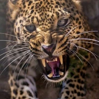 Lão Đại_Edgar Dạng Báo