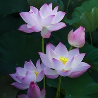 bí ẩn