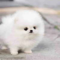 Hạo Nhân (cún con)