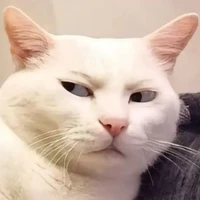 Mèo