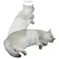 cả lớp 
