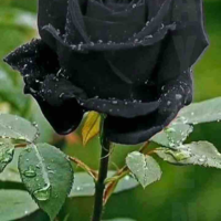 Thu Lệ🖤