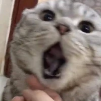 T/g lườiii