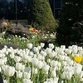 Quần chúng ( nữ )