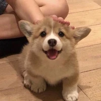 Shiba
