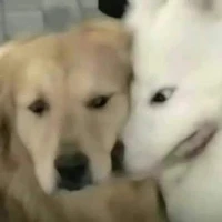 tác giả nè